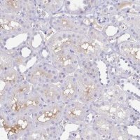Anti-A1BG antibody produced in rabbit