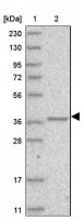 Anti-AASDHPPT antibody produced in rabbit 