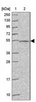 Anti-ABHD18 antibody produced in rabbit