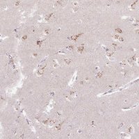 Anti-ABR antibody produced in rabbit HPA054824-100UL