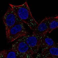 Anti-ABT1 antibody produced in rabbit 