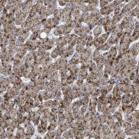 Anti-ACBD4 antibody produced in rabbit 