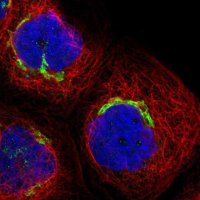 Anti-ACCS antibody produced in rabbit