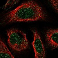 Anti-ACKR2 antibody produced in rabbit 