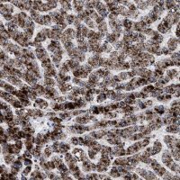 Anti-ACOX1 antibody produced in rabbit 