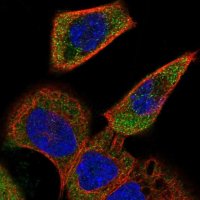 Anti-ACOXL antibody produced in rabbit 