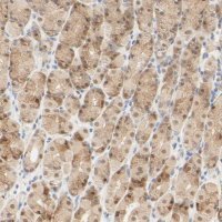 Anti-ACSS2 antibody produced in rabbit HPA004141-100UL