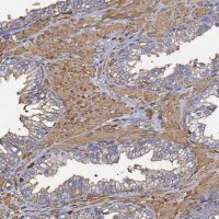 Anti-ACTB antibody produced in rabbit 