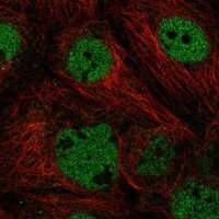 Anti-ACTL6A antibody produced in rabbit HPA018671-100UL