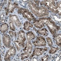 Anti-ACTL9 antibody produced in rabbit 
