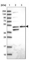 Anti-ACTR3 antibody produced in rabbit 