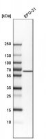 Anti-ACVRL1 antibody produced in rabbit 