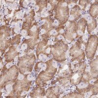 Anti-ADAM8 antibody produced in rabbit 