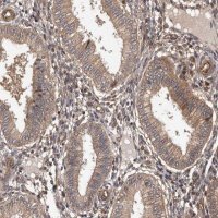 Anti-ADAMTS2 antibody produced in rabbit 