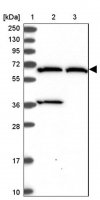 Anti-ADAMTSL5 antibody produced in rabbit
