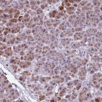Anti-ADCY7 antibody produced in rabbit 