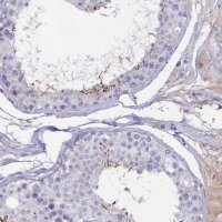 Anti-ADGRA1 antibody produced in rabbit 