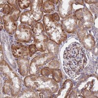 Anti-ADGRF3 antibody produced in rabbit 