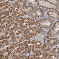 Anti-AFP antibody produced in rabbit HPA023600-100UL