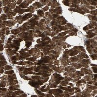 Anti-AGBL2 antibody produced in rabbit 