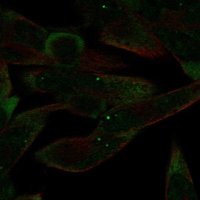 Anti-AGO4 antibody produced in rabbit 