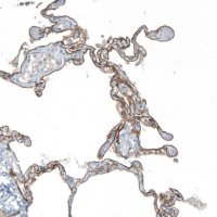 Anti-AGRN antibody produced in rabbit 