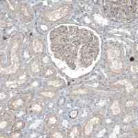Anti-AGRN antibody produced in rabbit 