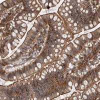 Anti-AHNAK antibody produced in rabbit 