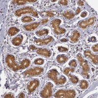 Anti-AHSA1 antibody produced in rabbit 