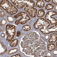 Anti-AHSA2 antibody produced in rabbit 