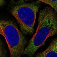 Anti-AIF1 antibody produced in rabbit 
