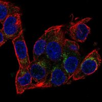 Anti-AIFM2 antibody produced in rabbit 