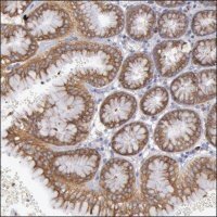 Anti-AIFM3 antibody produced in rabbit HPA001271-100UL