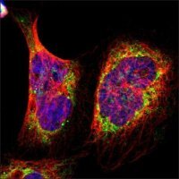 Anti-AIFM3 antibody produced in rabbit HPA001271-100UL