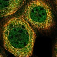 Anti-AIM1 antibody produced in rabbit