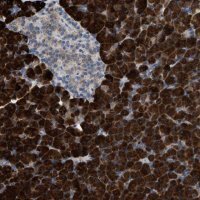 Anti-AK2 antibody produced in rabbit 