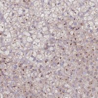 Anti-AKAIN1 antibody produced in rabbit 
