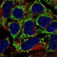 Anti-AKAP1 antibody produced in rabbit 