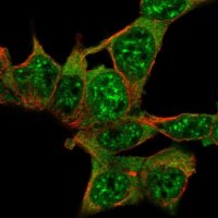 Anti-AKAP17A antibody produced in rabbit 