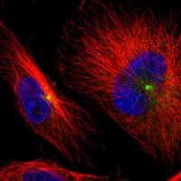 Anti-AKAP9 antibody produced in rabbit