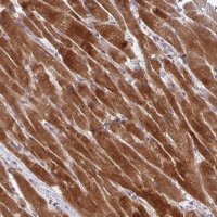 Anti-AKIRIN1 antibody produced in rabbit 