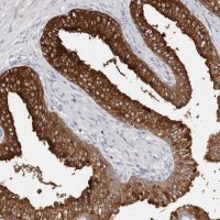 Anti-AKNAD1 antibody produced in rabbit 