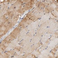 Anti-ALDOA antibody produced in rabbit 