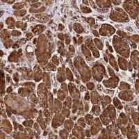 Anti-ALG11 antibody produced in rabbit 
