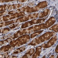 Anti-ALG13 antibody produced in rabbit 