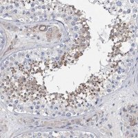 Anti-ALG14 antibody produced in rabbit 