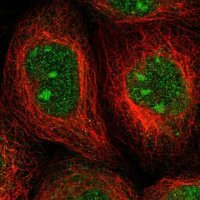 Anti-ALG14 antibody produced in rabbit 