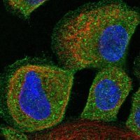 Anti-ALS2CR12 antibody produced in rabbit 