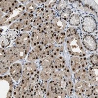 Anti-ALX1 antibody produced in rabbit 