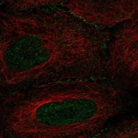 Anti-AMOT antibody produced in rabbit 